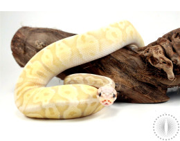 Super Banana Pastel Enchi Ball Python