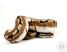 Enchi Orange Dream Spider Ball Python