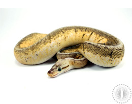 Super Pastel Fire Pinstripe Ball Python