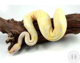 Toffino het Pied Ball Python