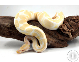 Albino Banana Ball Python