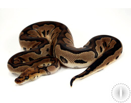 Yellow Belly Clown Ball Python