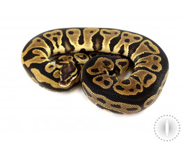 Leopard Yellow Belly Ball Python