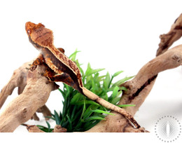 Chocolate Harlequin Crested Gecko