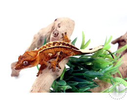 Phantom Brindle Crested Gecko