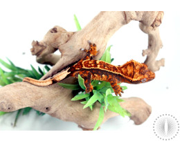 Halloween Harlequin Crested Gecko