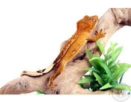 Yellow Reverse Stripe Crested Gecko