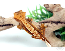 High Contrast Harlequin Crested Gecko