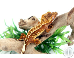 High Contrast Harlequin Crested Gecko