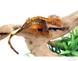 Chocolate Harlequin Crested Gecko
