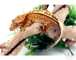 Extreme Brindle Crested Gecko