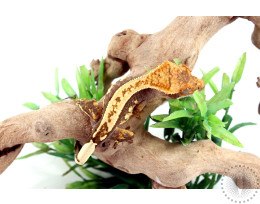 Chocolate Blonde Crested Gecko