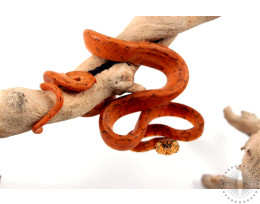CB Red Amazon Tree Boa