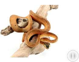 CB Yellow Amazon Tree Boa