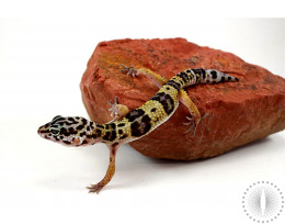 Montanus Leopard Gecko