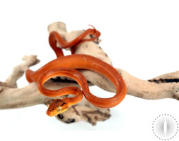 CB Red Amazon Tree Boa