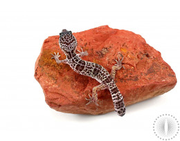 Mack Snow Leopard Gecko - Regen Tail