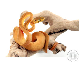 CB Yellow Amazon Tree Boa