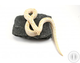Adult Albino Hognose Snake