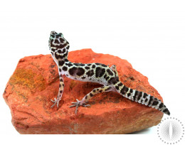 Mack Snow Leopard Gecko