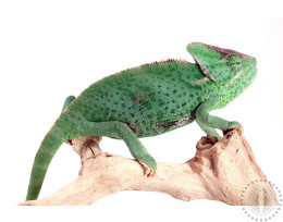 Veiled Chameleon - Subadult Female