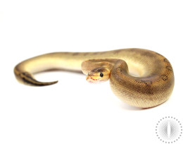 Champagne Yellow Belly Ball Python