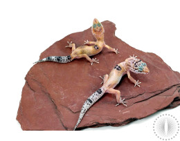 Clown Leopard Gecko