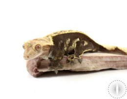 Chocolate Flame Crested Gecko