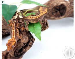 Assorted Pinstripe Crested Gecko