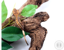 Assorted Partial Pinstripe Crested Gecko