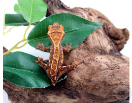 Tailess Extreme Harlequin Crested Gecko