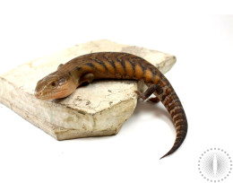 Northern Blue Tongue Skink
