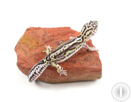 Bold Stripe Mack Snow Leopard Gecko