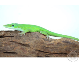 Green Anoles - Males
