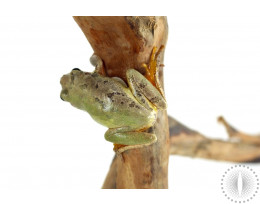 Squirrel Tree Frogs