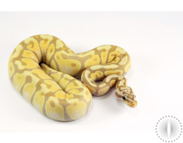 Pastel Banana Spotnose Ball Python - Female Maker