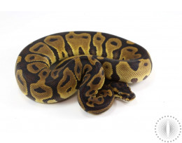 Leopard Ball Python