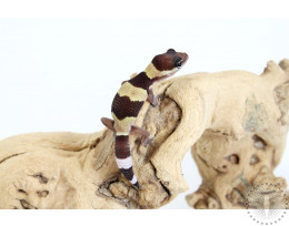 66% Het Amel Zulu Patternless Fat Tail Gecko
