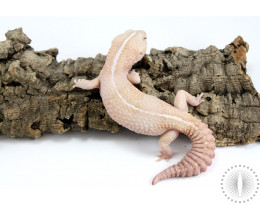 Amel Striped Fat Tail Gecko