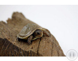 Three Toed Box Turtle