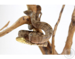 Half Patterned Amazon Tree Boa