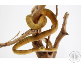 Yellow Patterned Amazon Tree Boa