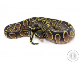 GHI Black Pastel Yellow Belly/Asphalt Ball Python