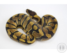 Enchi Yellow Belly/Specter Ball Python