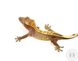 Pinstripe Flame Crested Gecko