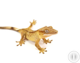 Yellow Reverse Pinstripe Crested Gecko