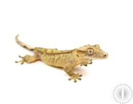Yellow Reverse Stripe Brindle Crested Gecko