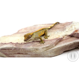 Olive Bicolor Crested Gecko