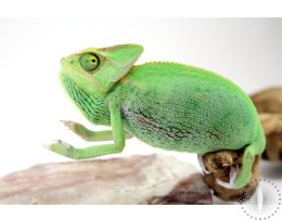 Veiled Chameleon - Subadult Female