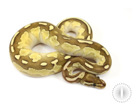 Pastel Lesser Yellow Belly or Asphalt Ball Python